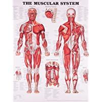 Los mejores  - Gráfico anatómico del sistema muscular (idioma español no garantizado)